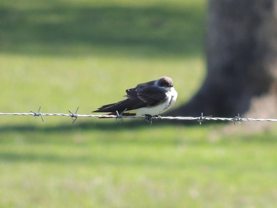 Brown-chested Martin - ML641845331