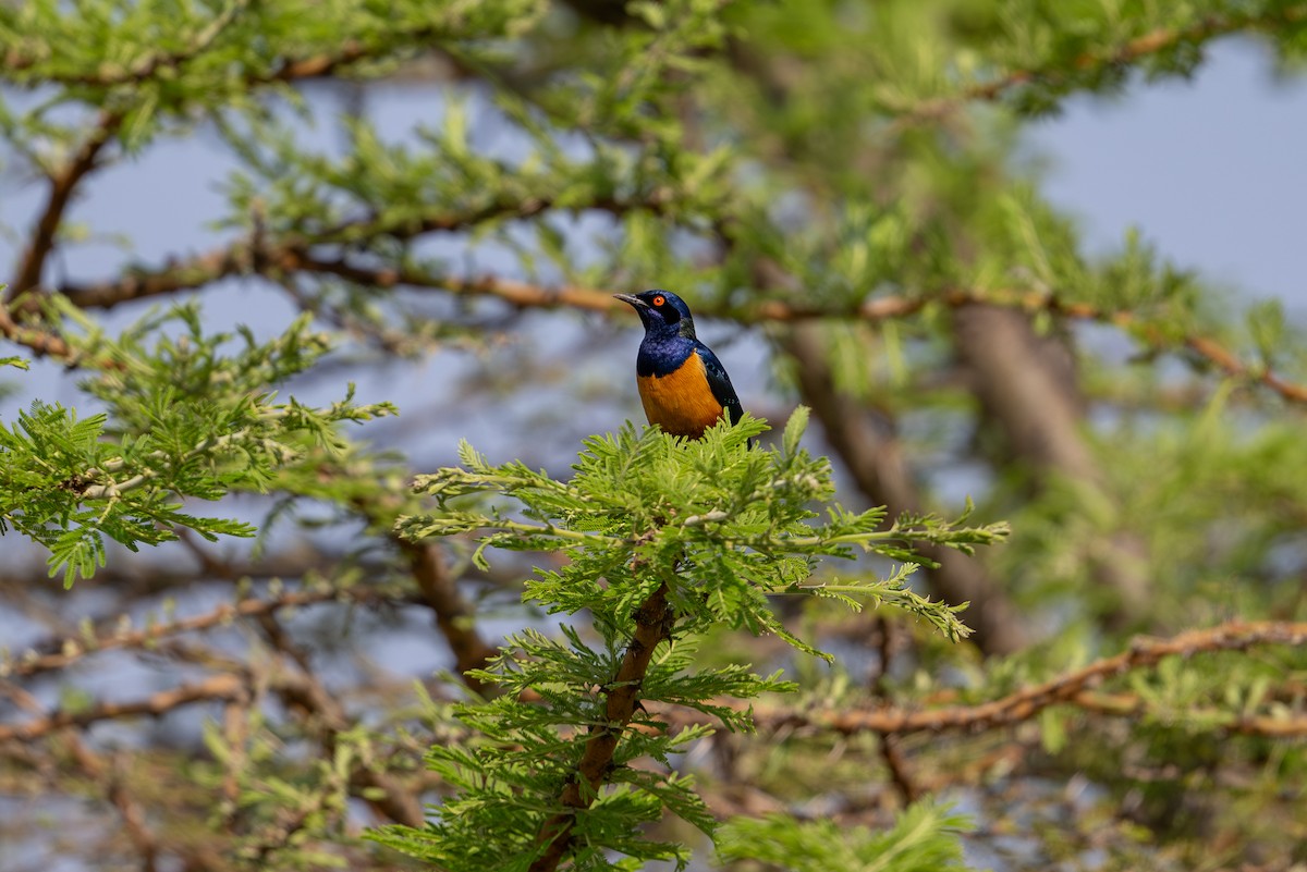 Hildebrandt's Starling - ML641845335