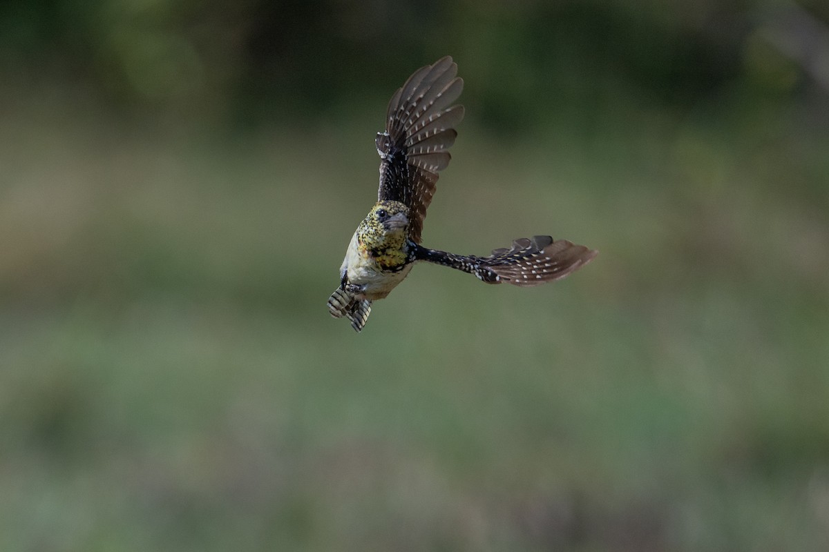 D'Arnaud's Barbet (Usambiro) - ML641845342