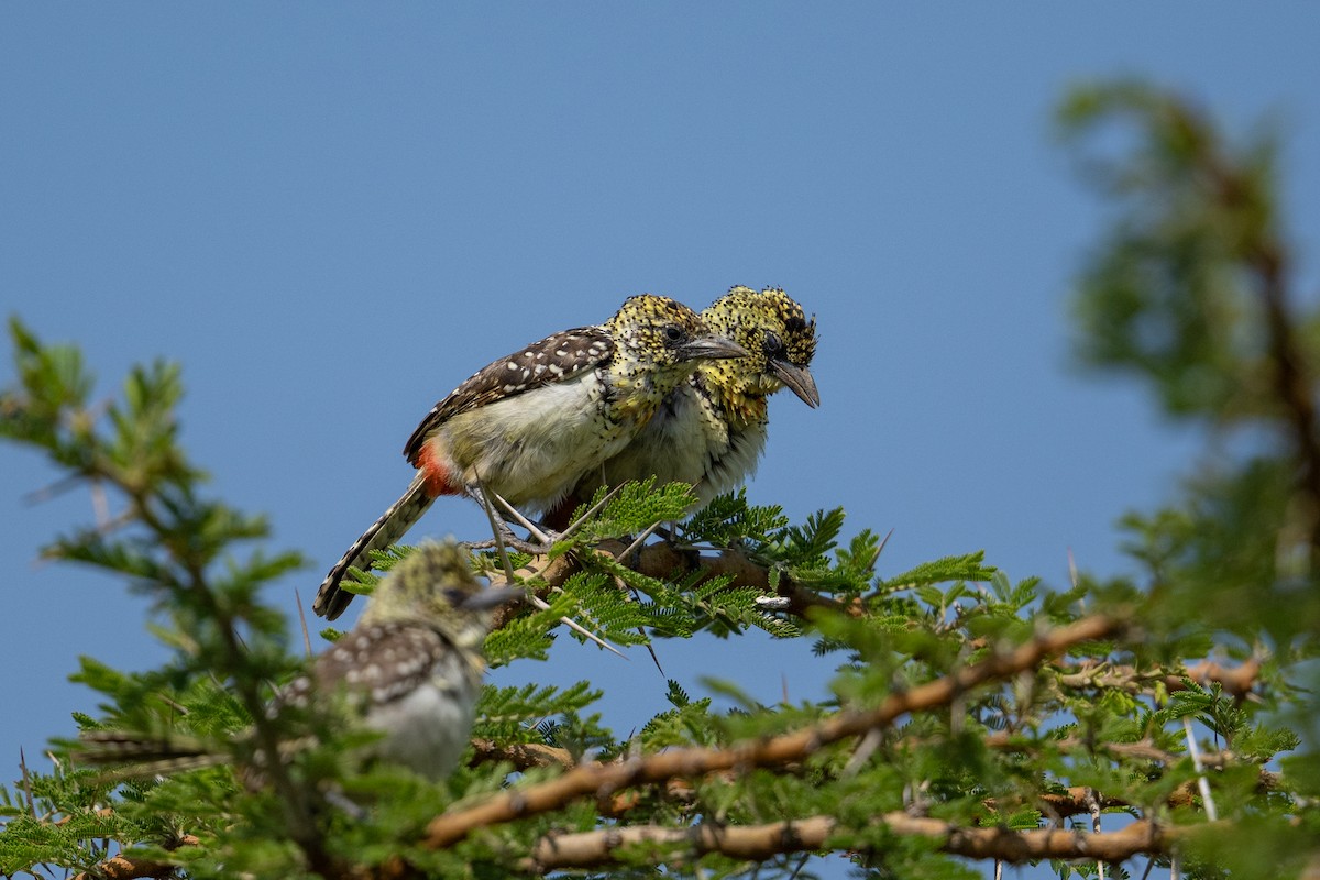 D'Arnaud's Barbet (Usambiro) - ML641845343