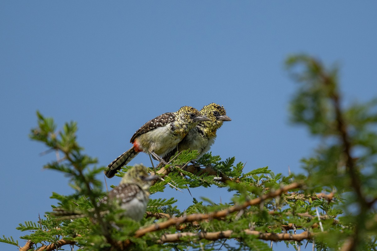 D'Arnaud's Barbet (Usambiro) - ML641845344