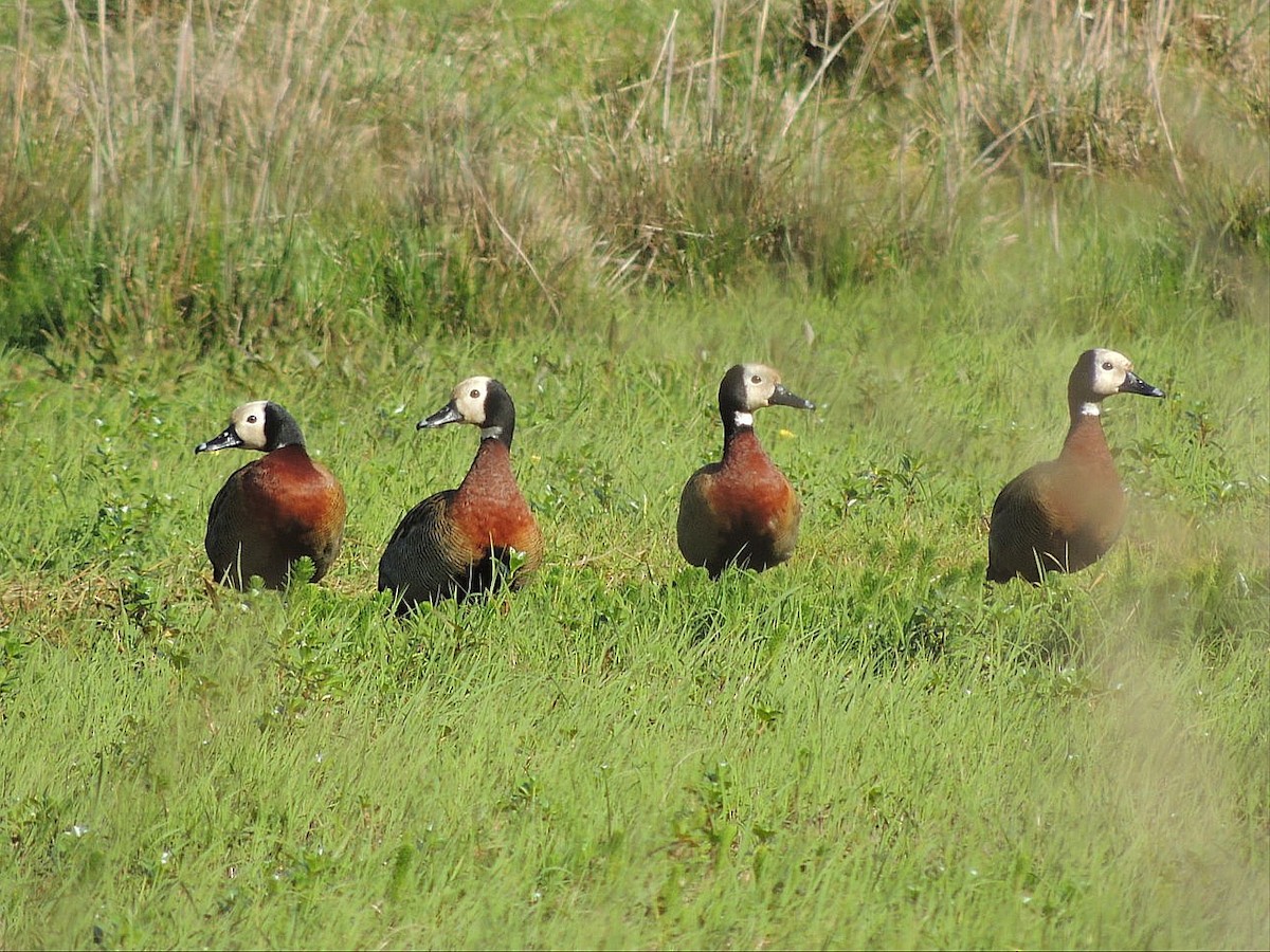White-faced Whistling-Duck - ML641845353