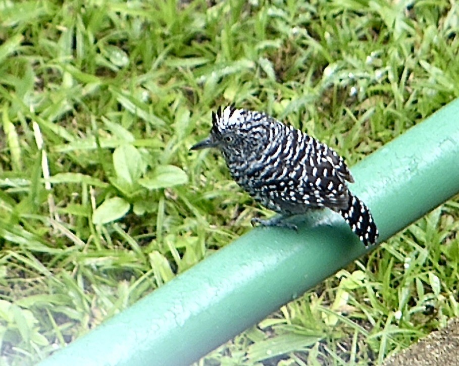 Batara rayé - ML641845354