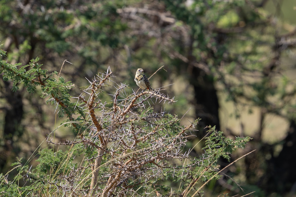 D'Arnaud's Barbet (Usambiro) - ML641845355