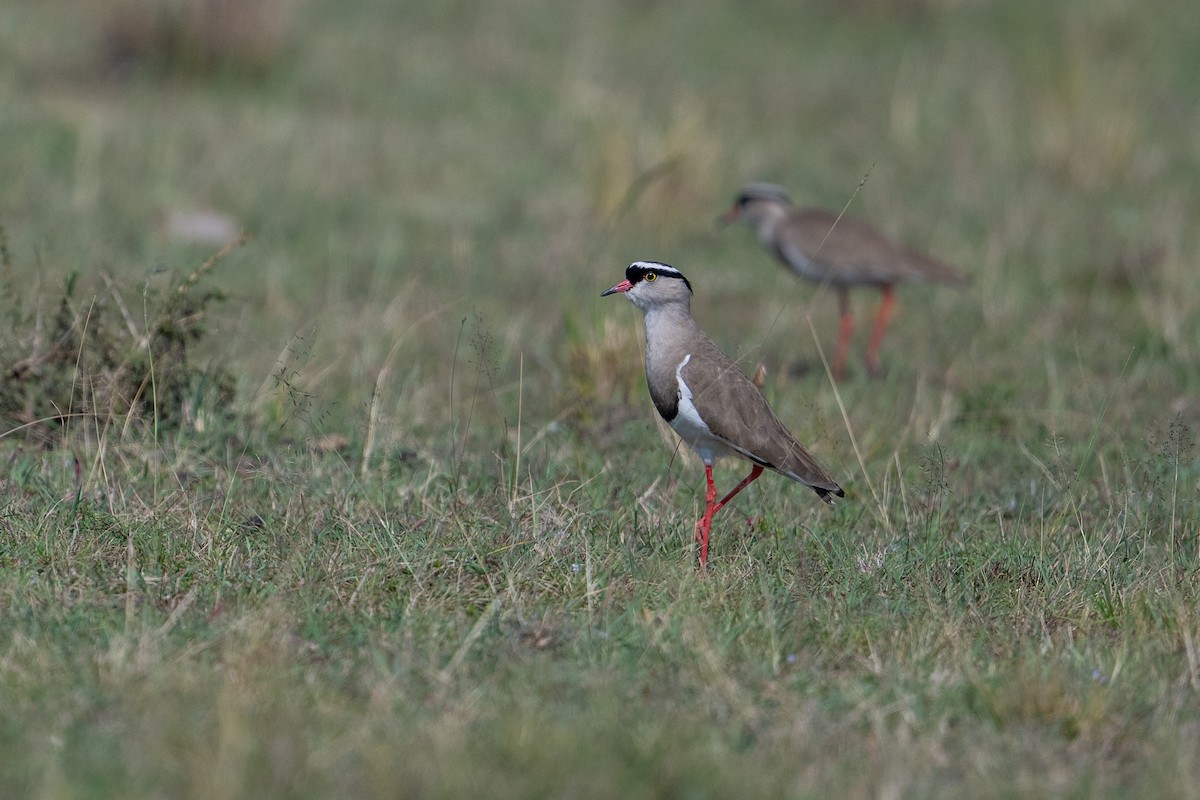 Crowned Lapwing - ML641845359