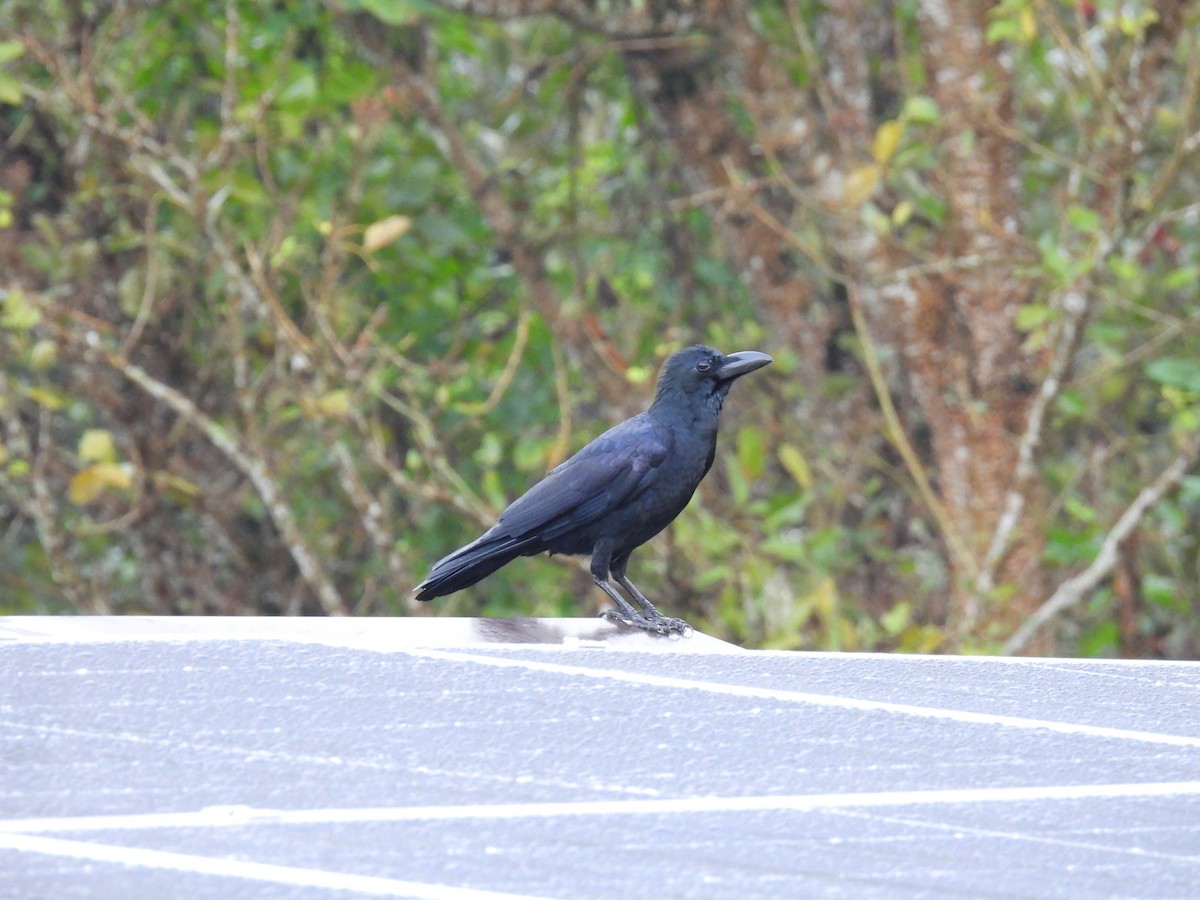Large-billed Crow - ML641845376
