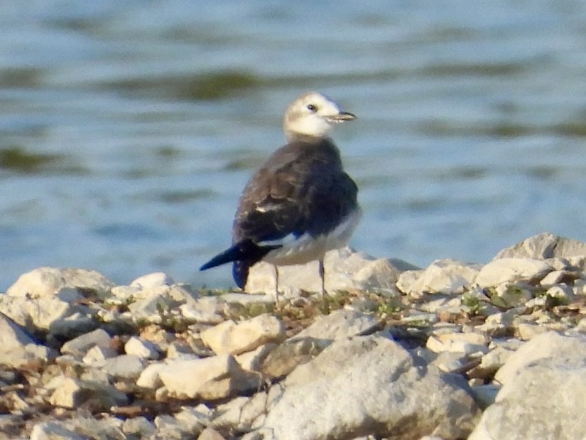 Sabine's Gull - ML641845378