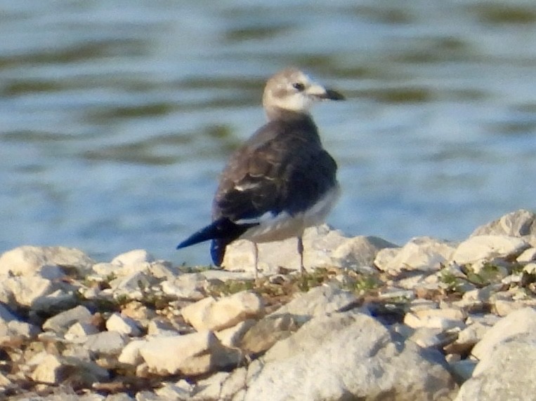 Sabine's Gull - ML641845381
