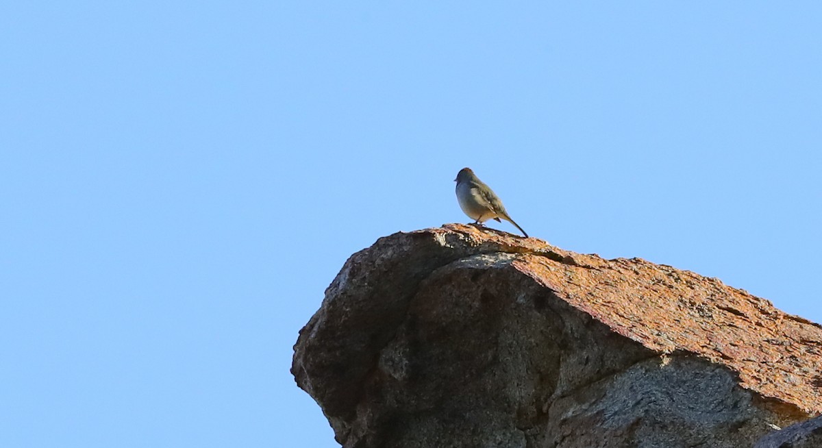 Green-tailed Towhee - ML641845385