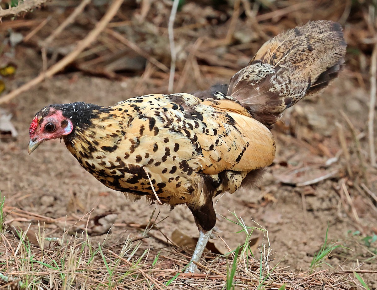 Red Junglefowl (Domestic type) - ML641845387