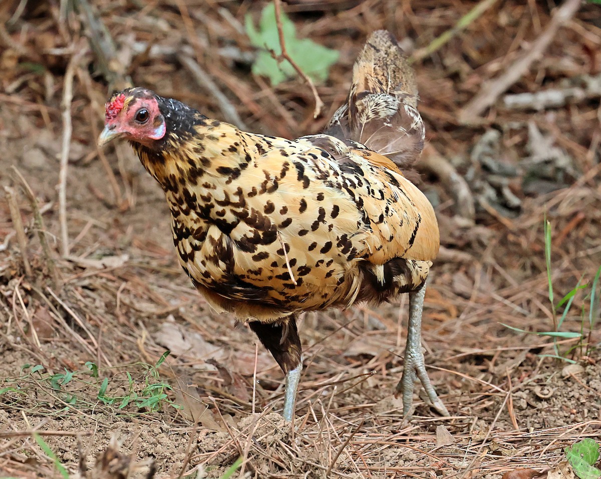 Red Junglefowl (Domestic type) - ML641845388