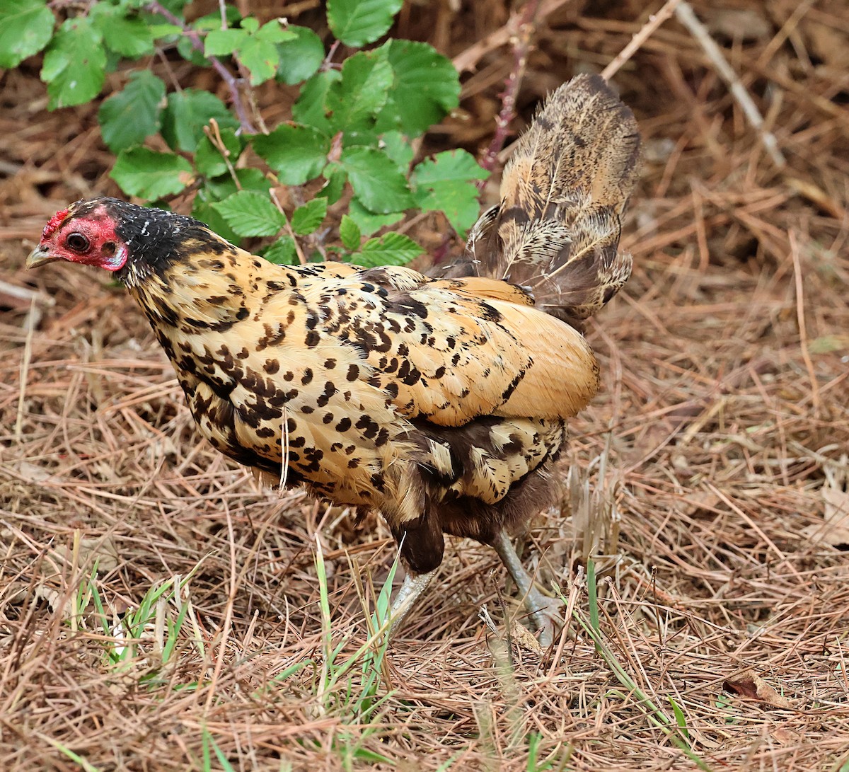 Red Junglefowl (Domestic type) - ML641845390