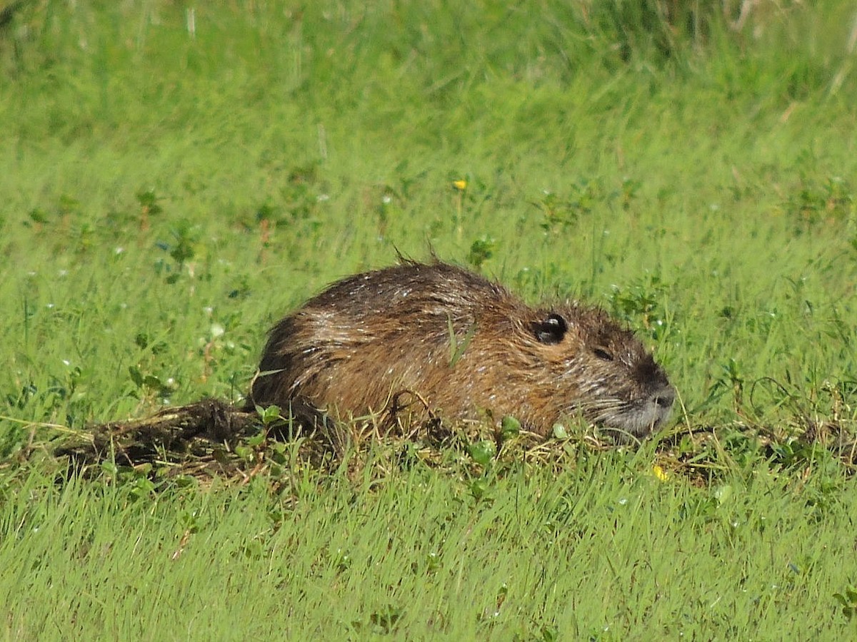 Animals - ML641845401