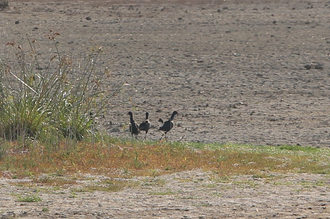 Australasian Swamphen - ML641845439