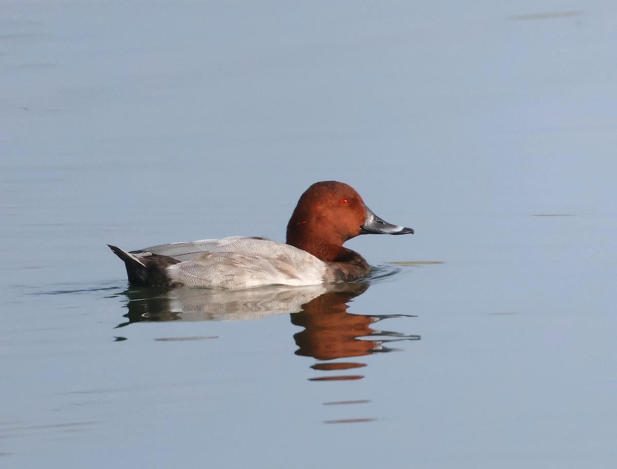Common Pochard - ML641845440