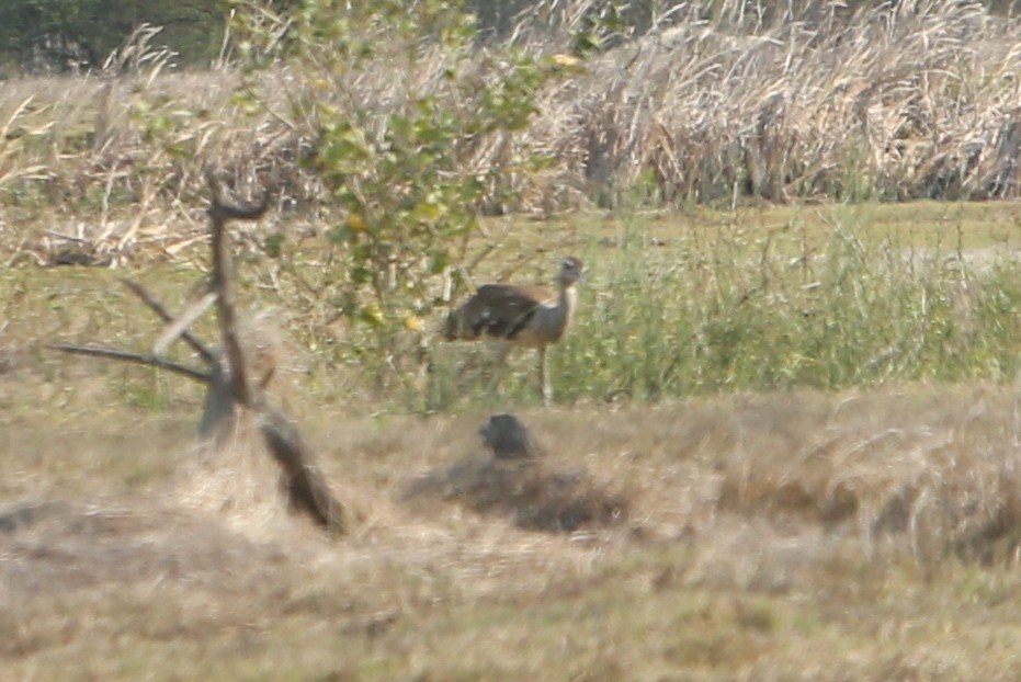 Australian Bustard - ML641845444