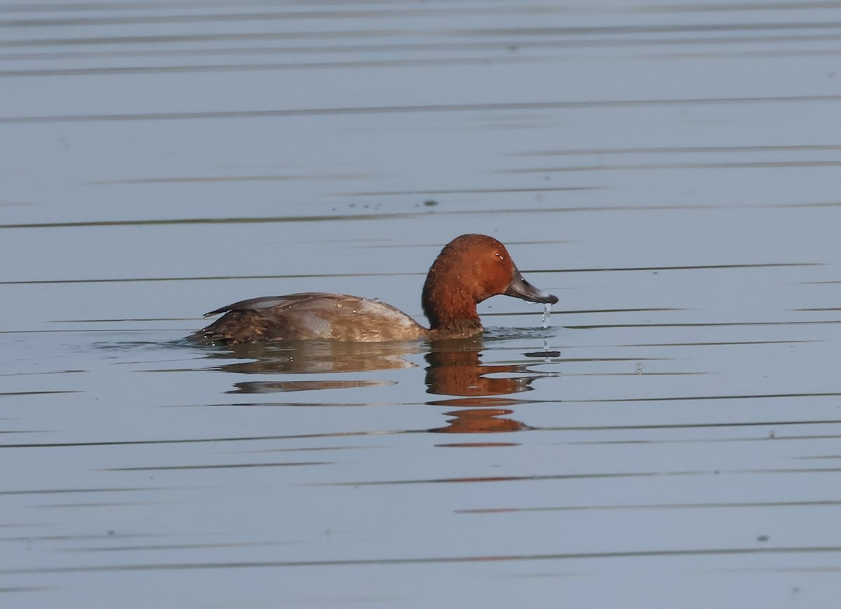 Common Pochard - ML641845445