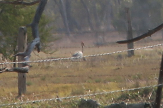 Brolga - ML641845471