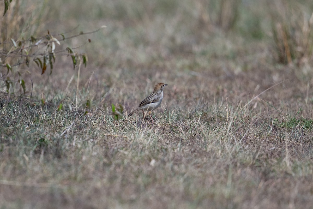 Rattling Cisticola - ML641845475