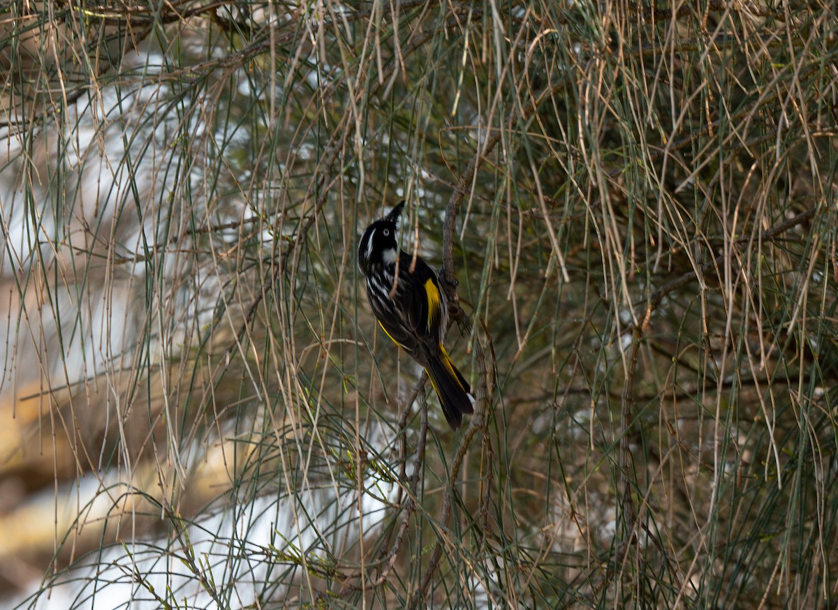 New Holland Honeyeater - ML641845485
