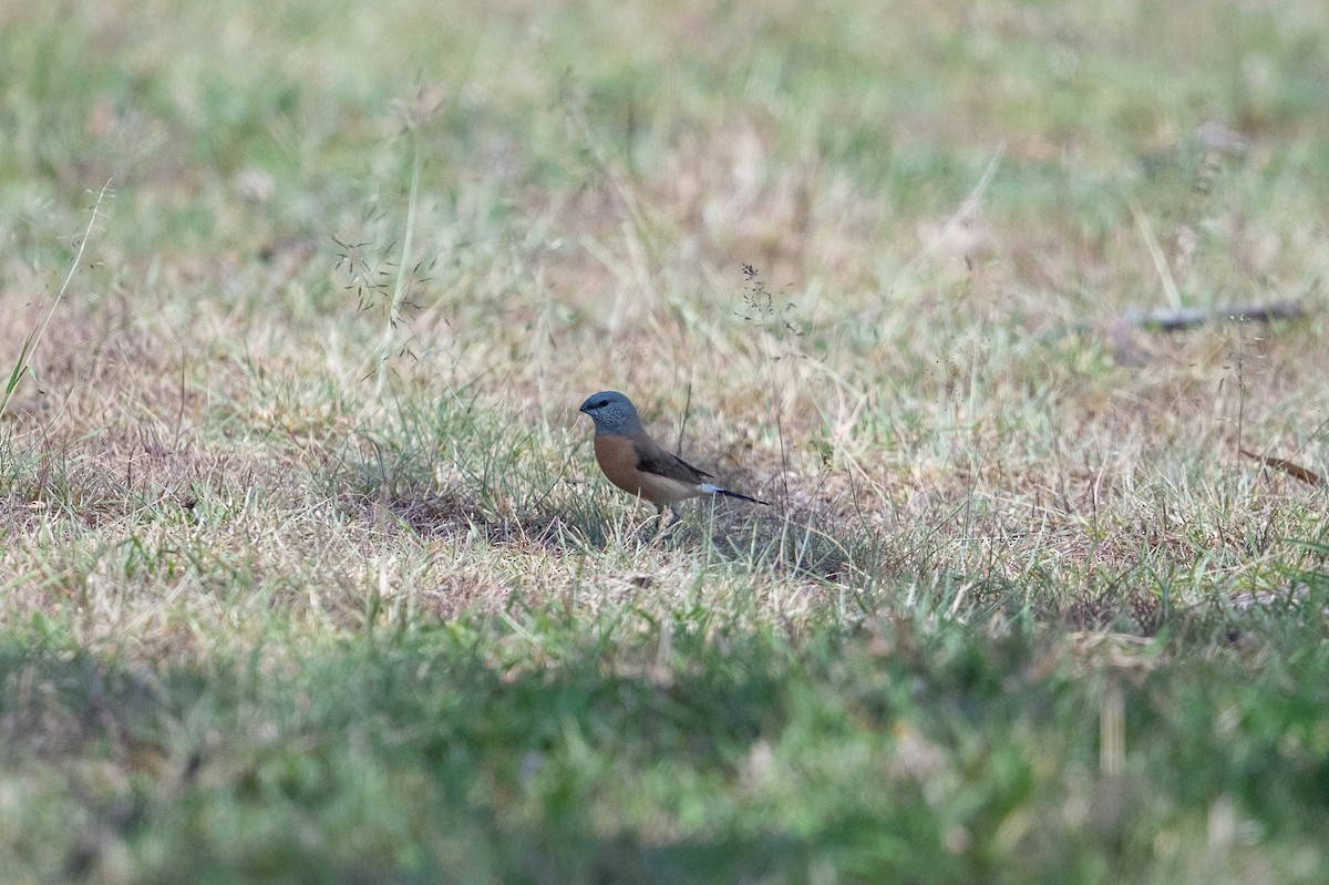 Gray-headed Silverbill - ML641845529
