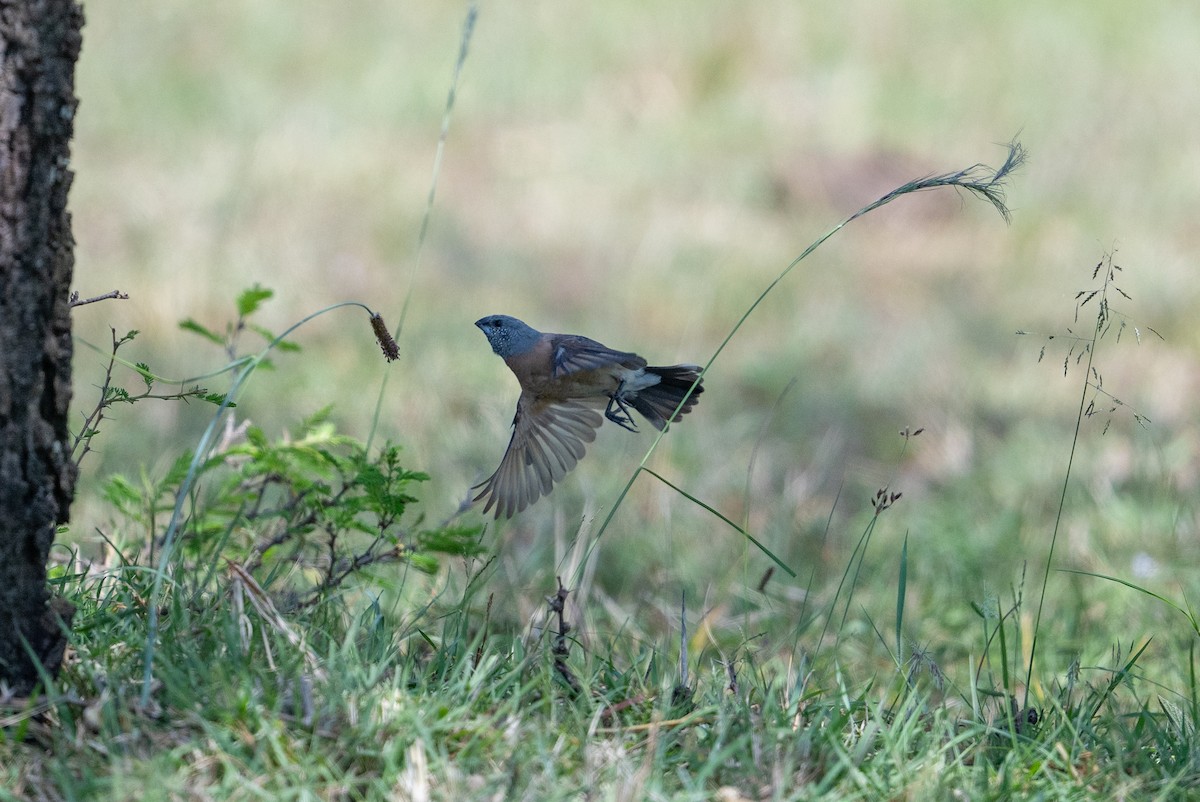 Gray-headed Silverbill - ML641845540