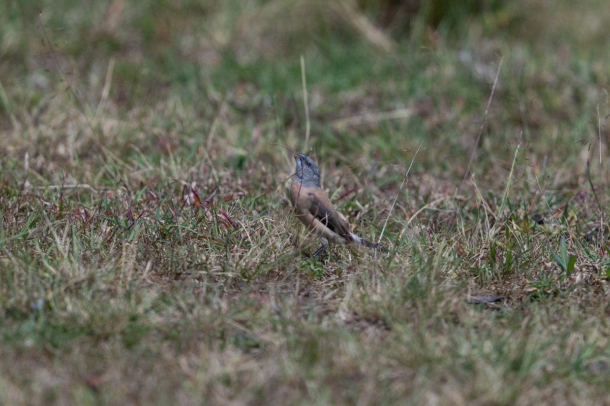 Gray-headed Silverbill - ML641845549