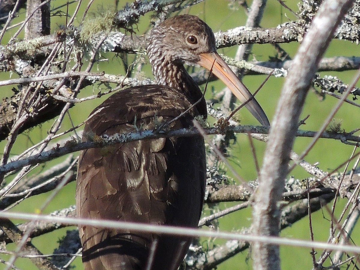Limpkin - ML641845551