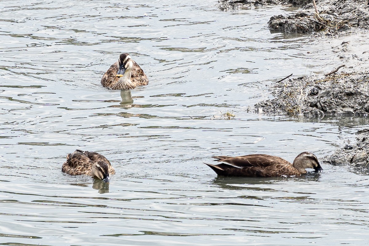 Eastern Spot-billed Duck - ML641845555