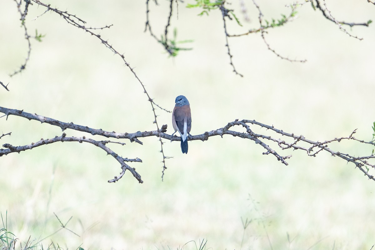 Gray-headed Silverbill - ML641845556
