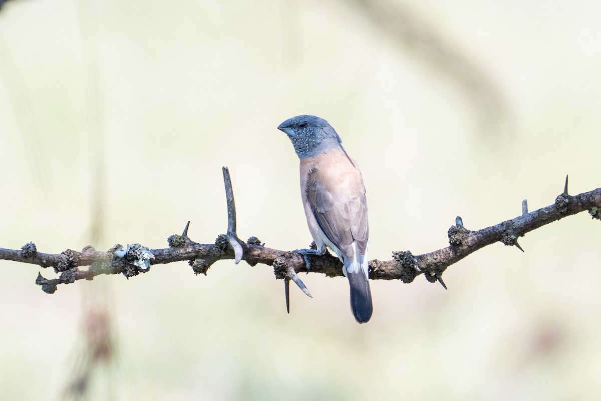 Gray-headed Silverbill - ML641845557