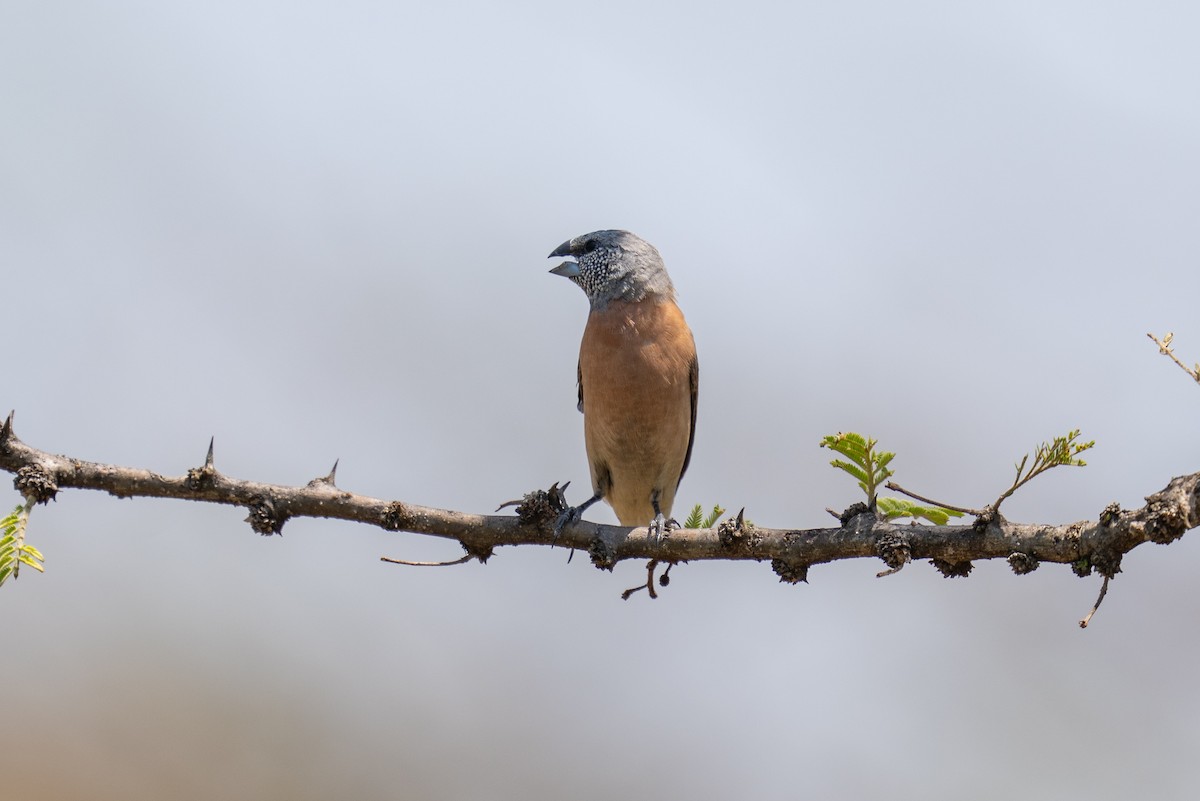 Gray-headed Silverbill - ML641845558