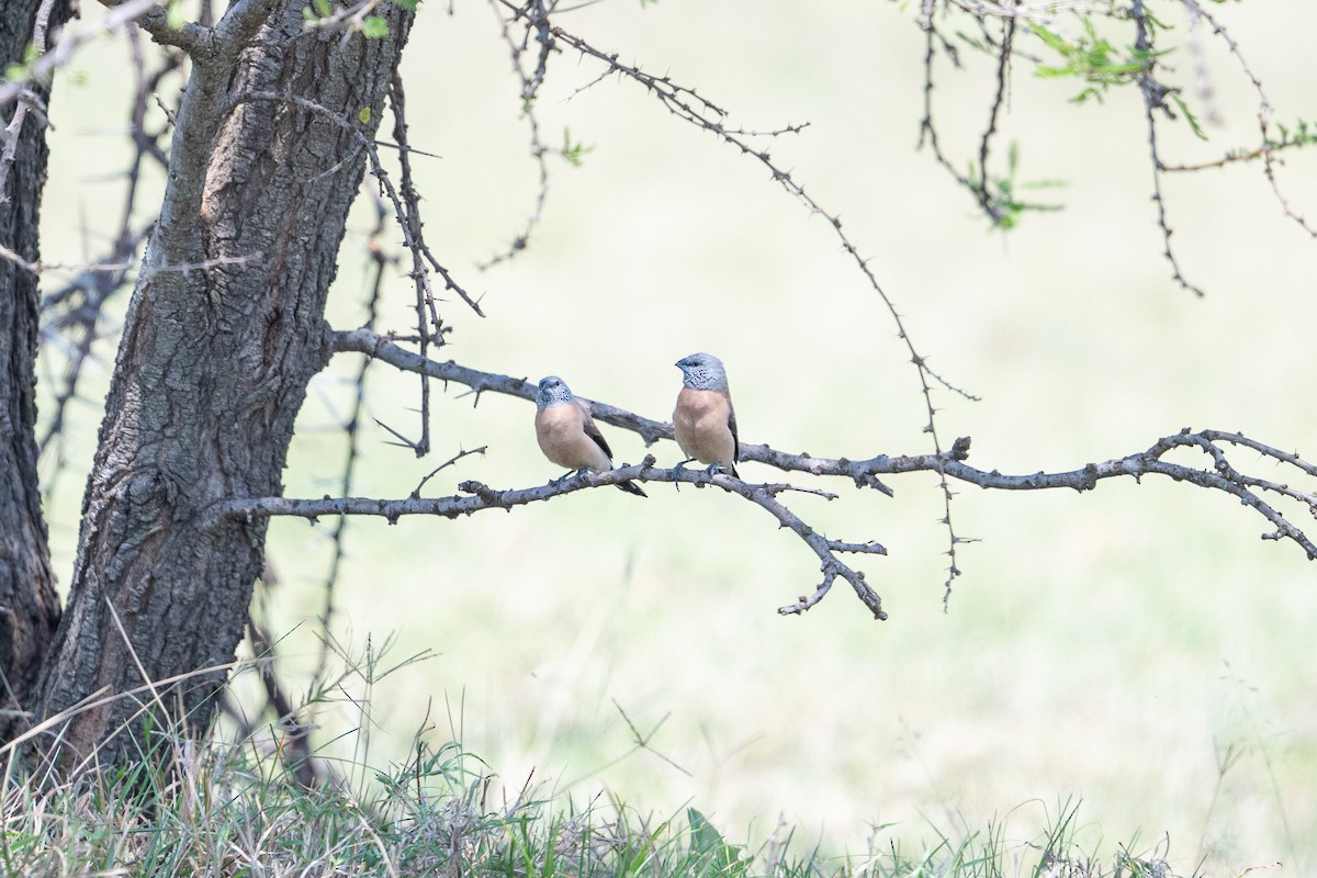 Gray-headed Silverbill - ML641845559