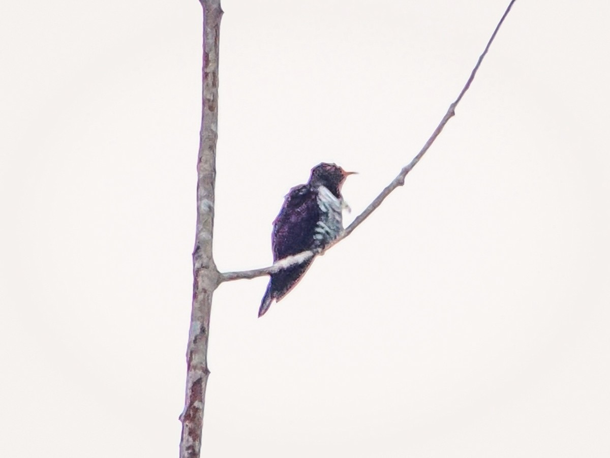 Violet Cuckoo - ML641845585