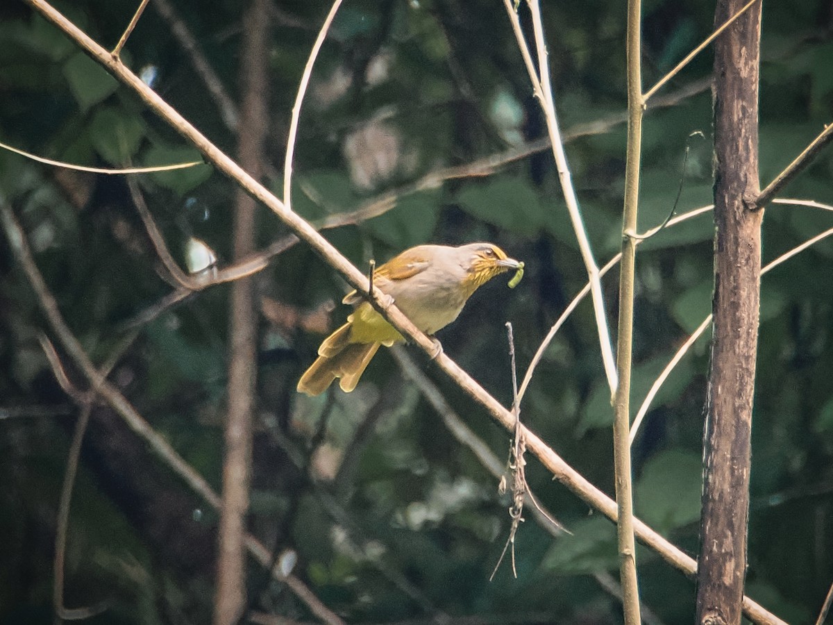 Stripe-throated Bulbul - ML641845610