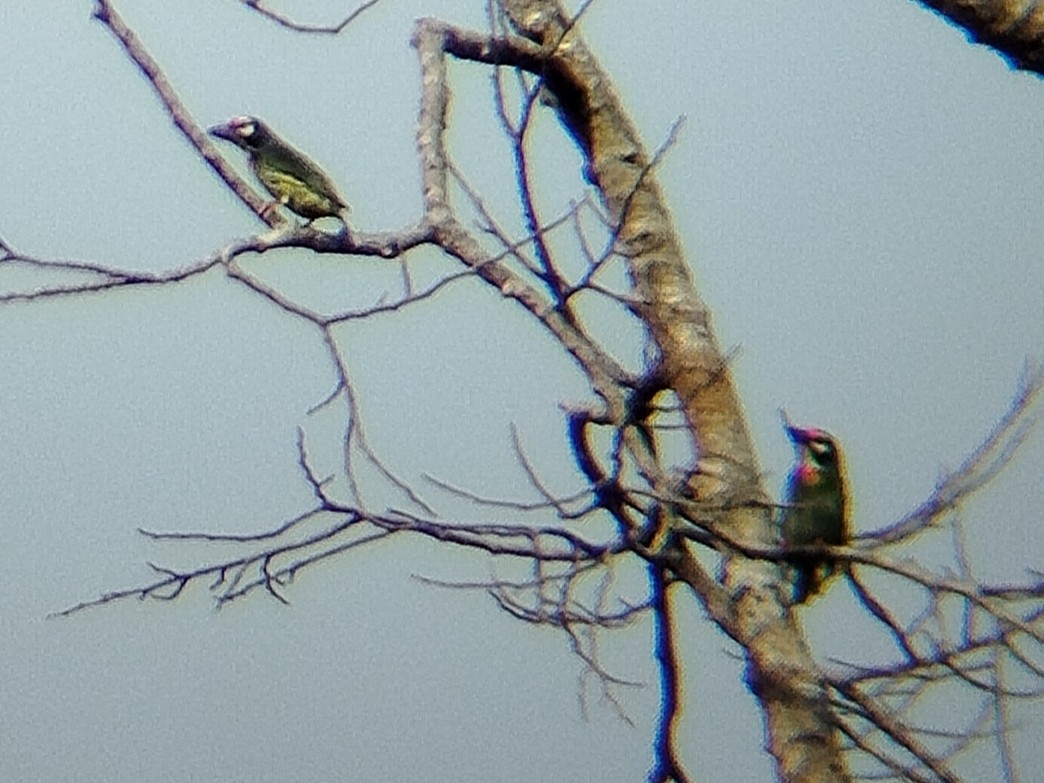 Coppersmith Barbet - ML641845621