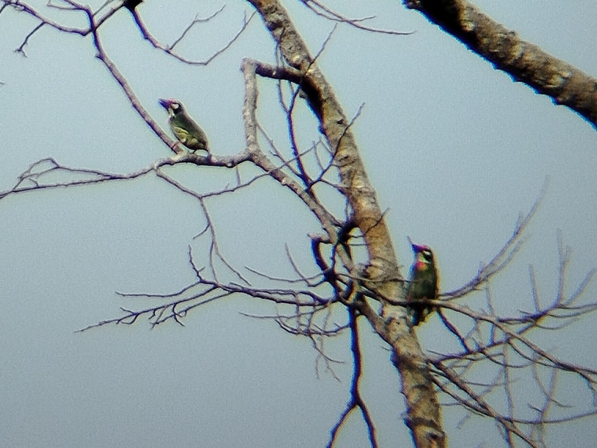 Coppersmith Barbet - ML641845622