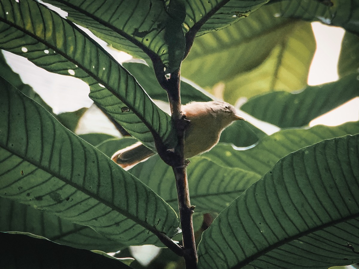 Brown-cheeked Fulvetta - ML641845623