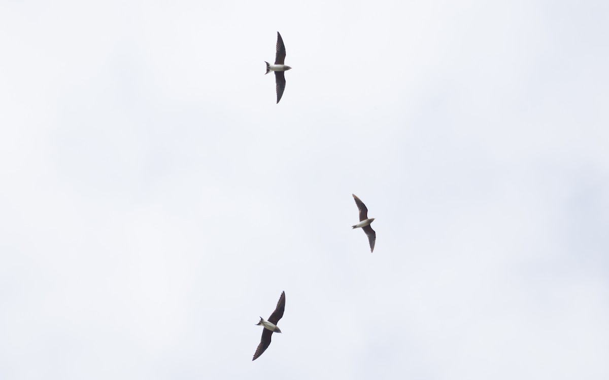 Oriental Pratincole - ML641845624
