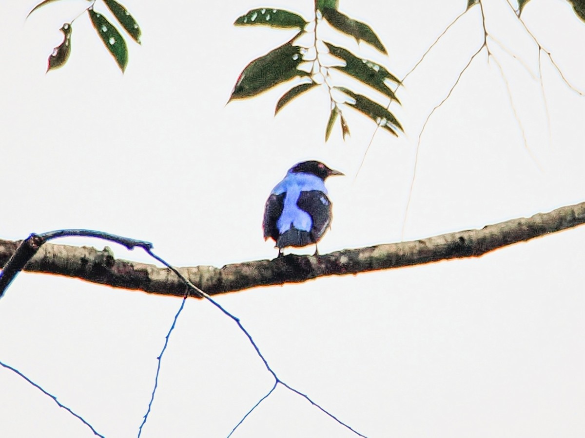 Asian Fairy-bluebird - ML641845640