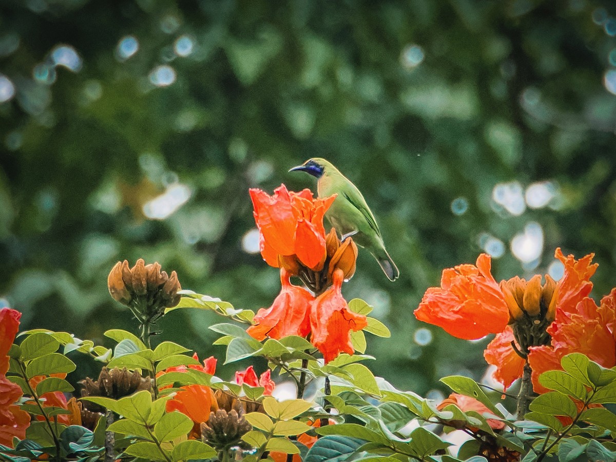 Golden-fronted Leafbird - ML641845645