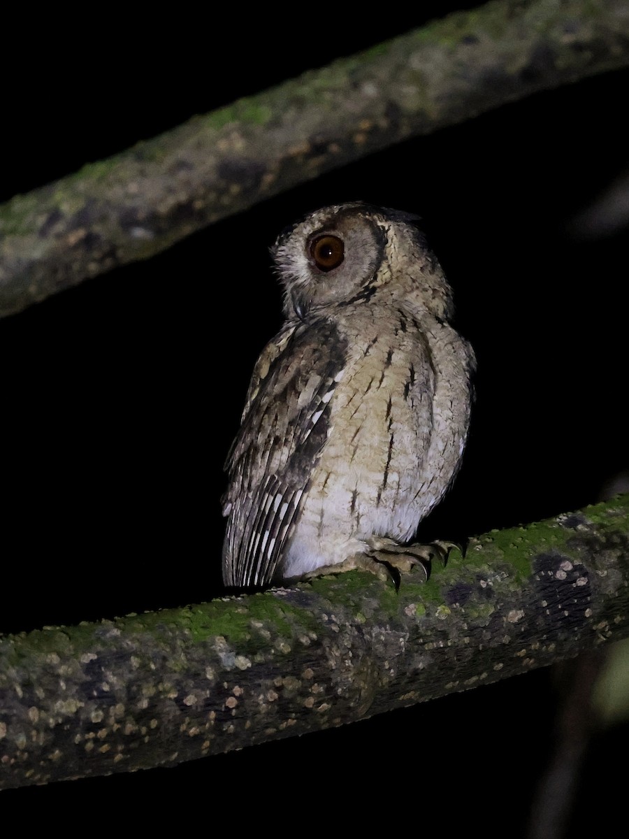 Indian Scops-Owl - ML641845656