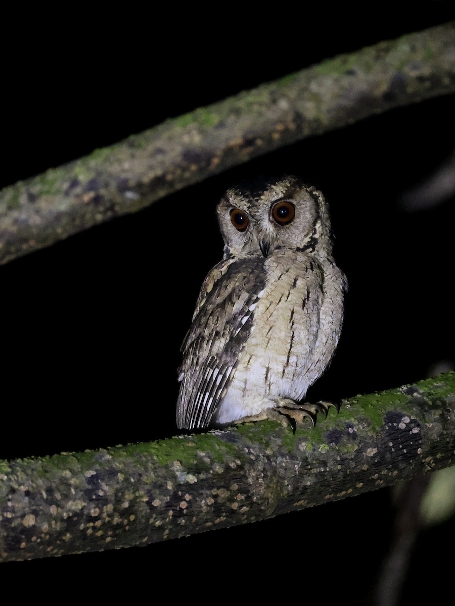 Indian Scops-Owl - ML641845657