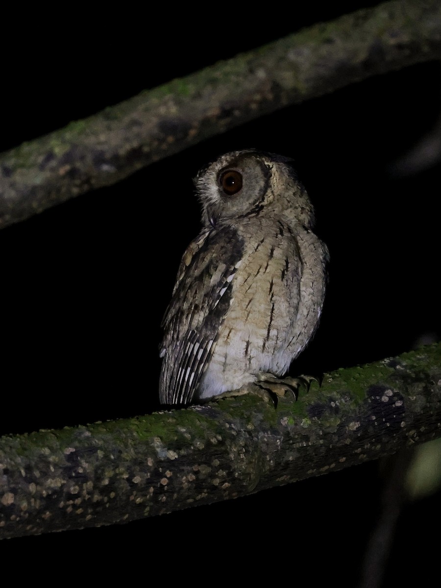 Indian Scops-Owl - ML641845658