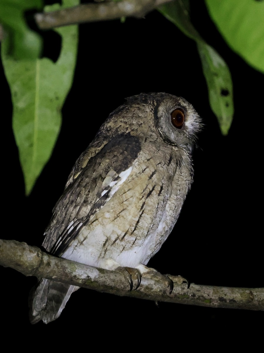 Indian Scops-Owl - ML641845659