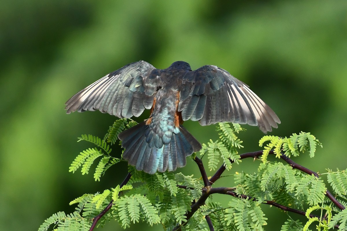 Choucador à ventre roux - ML641845673