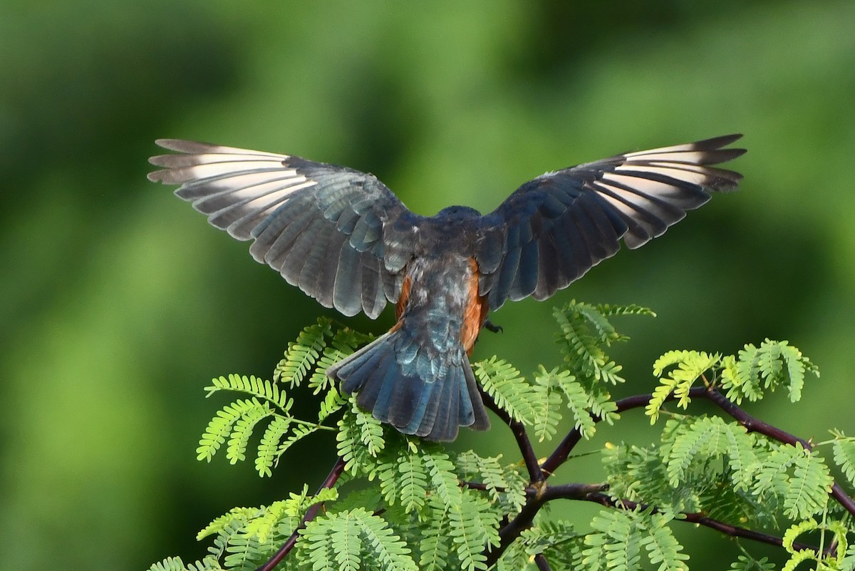 Choucador à ventre roux - ML641845674