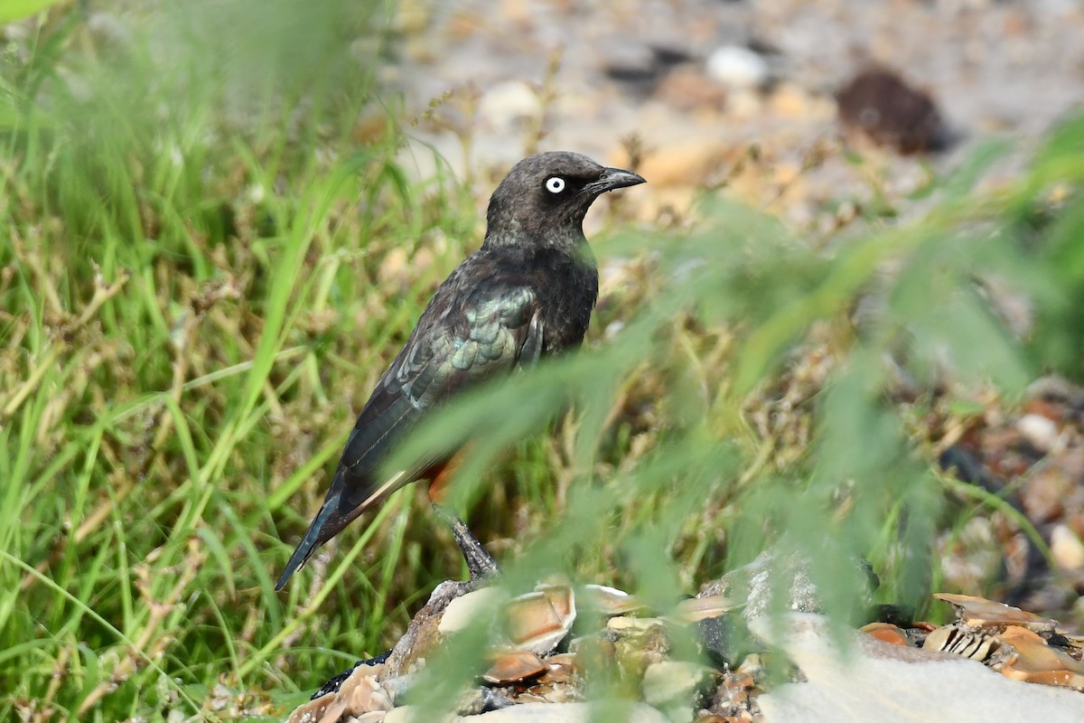 Choucador à ventre roux - ML641845675