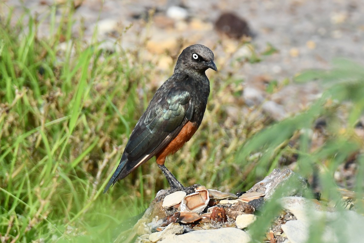 Choucador à ventre roux - ML641845676