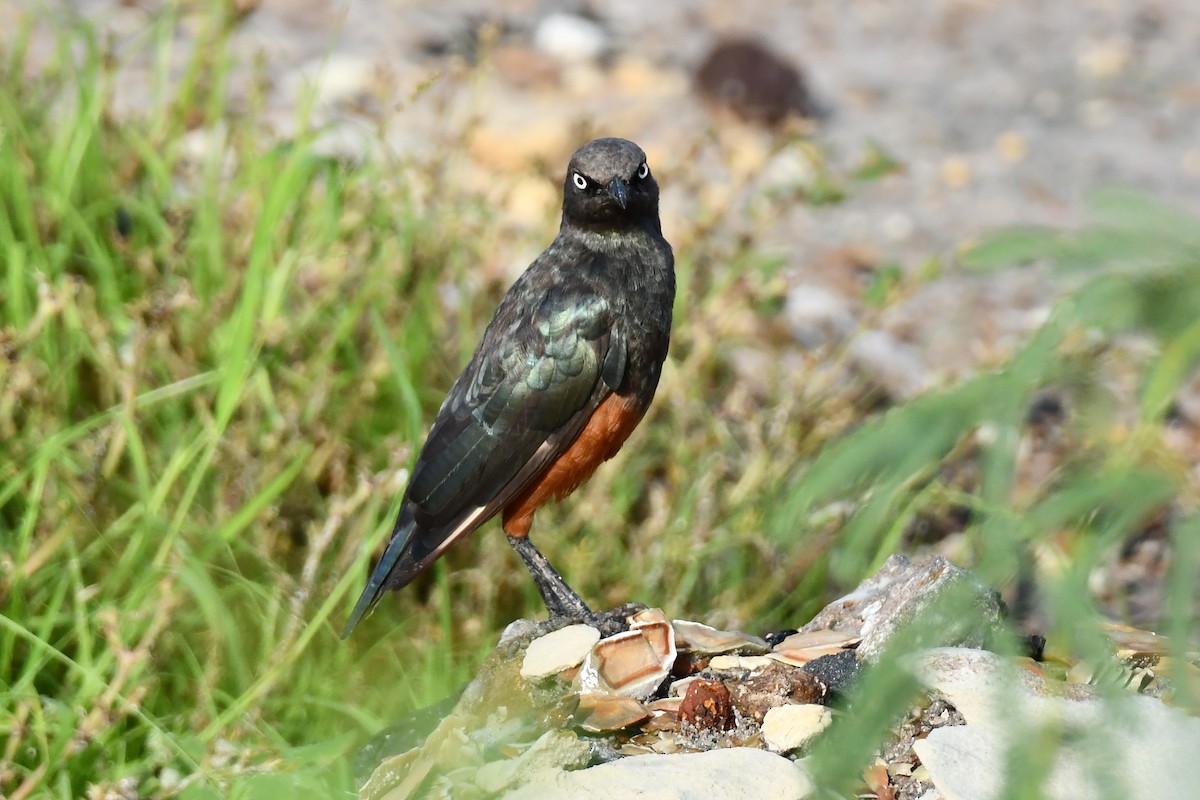 Choucador à ventre roux - ML641845677